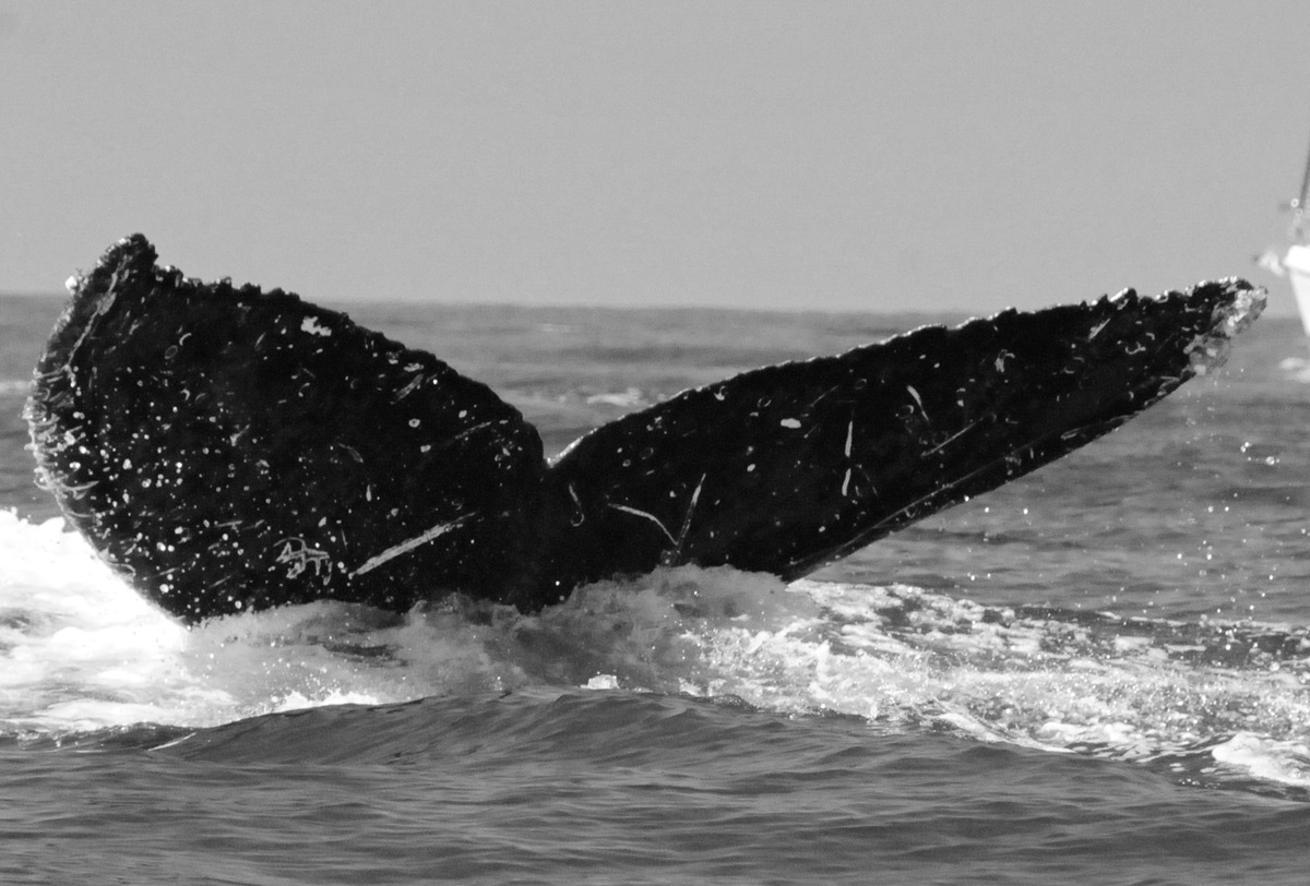 Fluke of CRC-20163