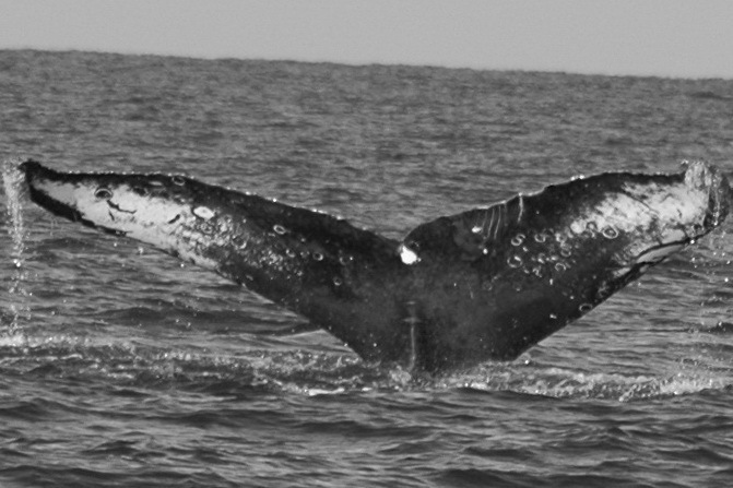 Fluke of FIBB-4BB570