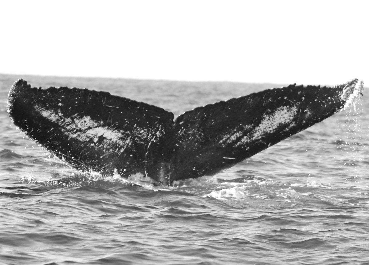 Fluke of FIBB-4BB473