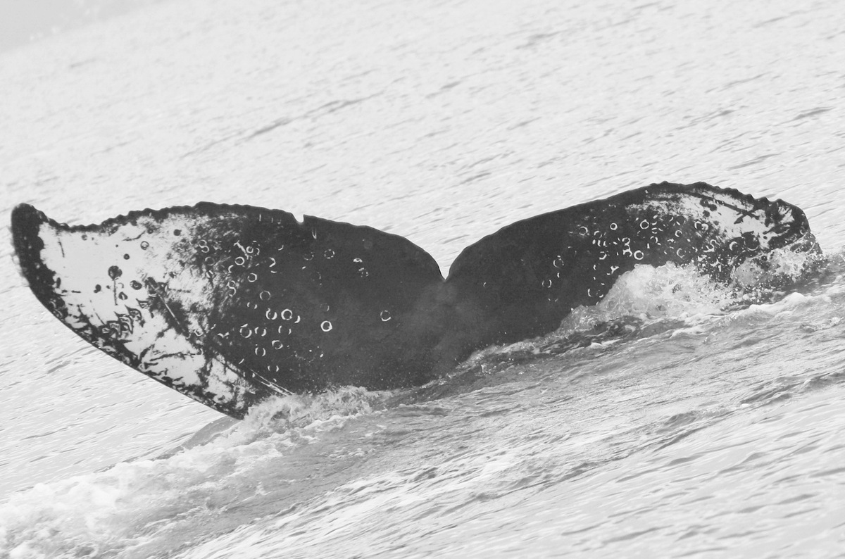 Fluke of CRC-19620
