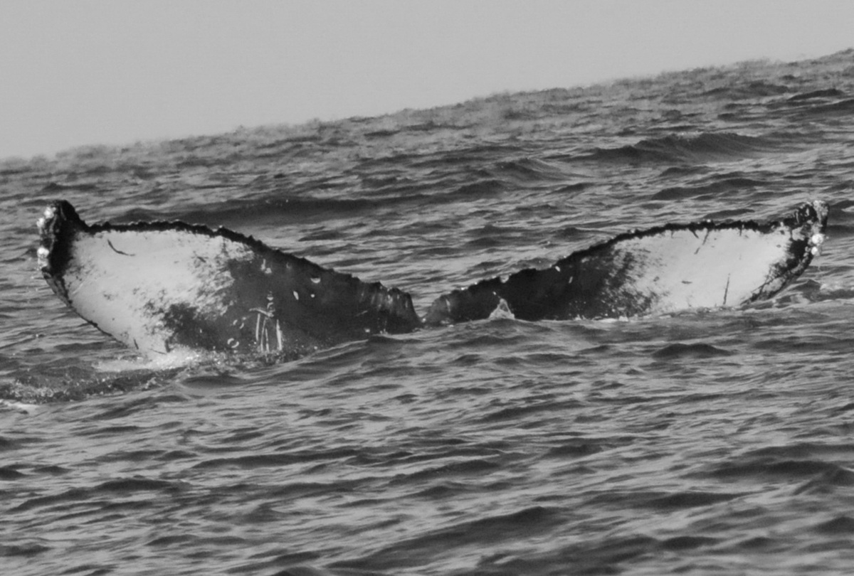 Fluke of BCY0750