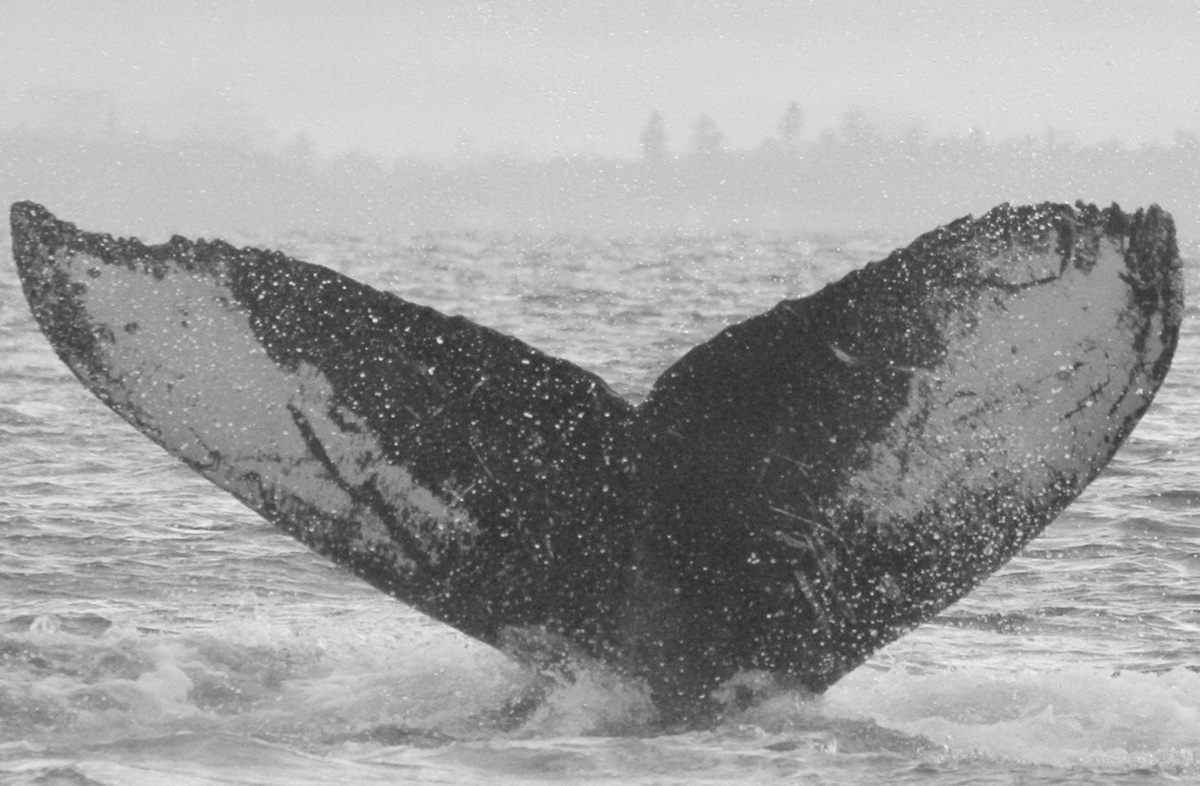 Fluke of CRC-20162