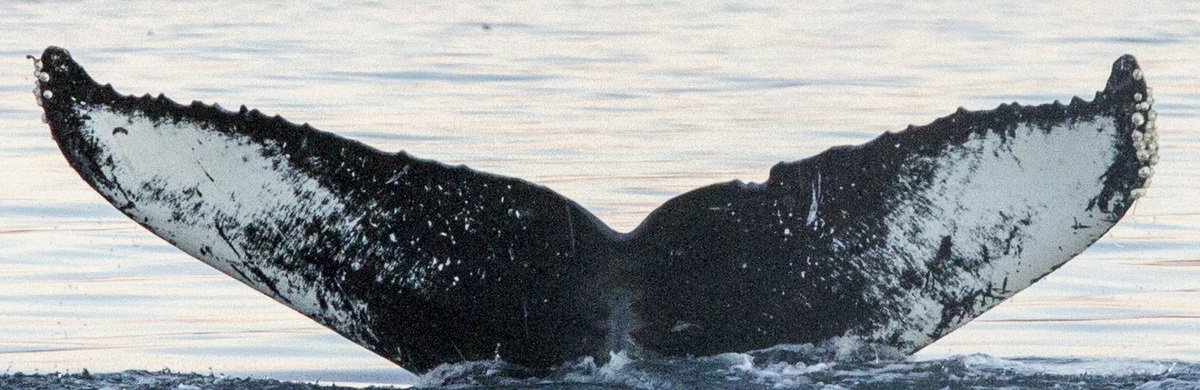 Fluke of Fish Bones (BC)