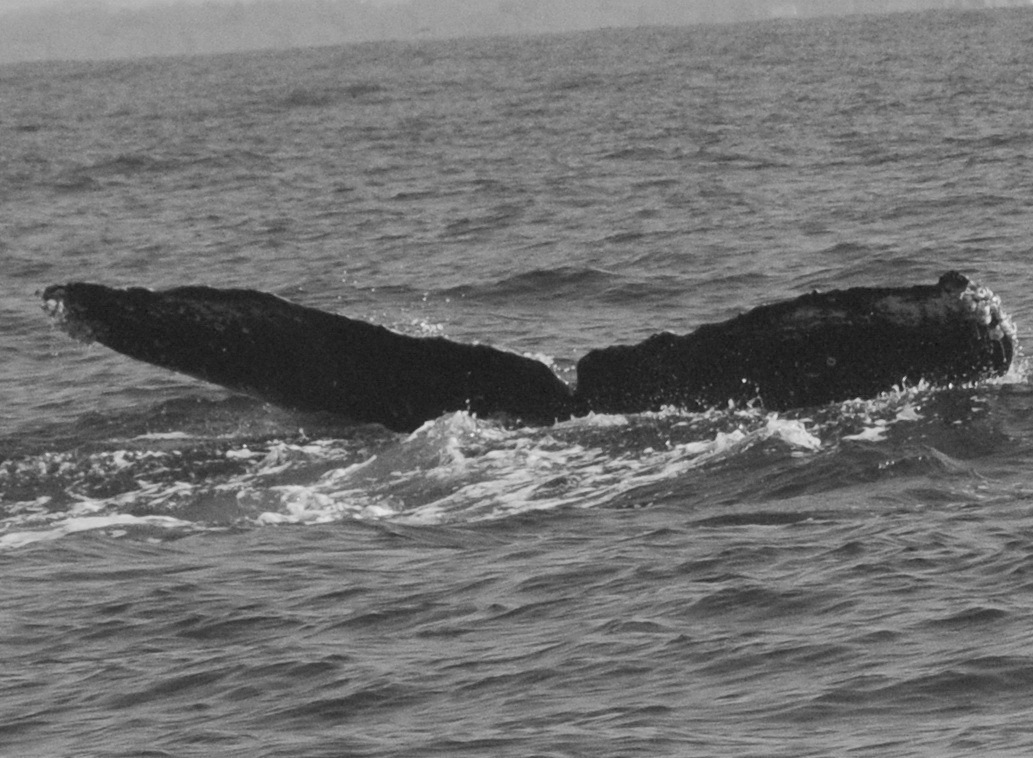 Fluke of CRC-11621