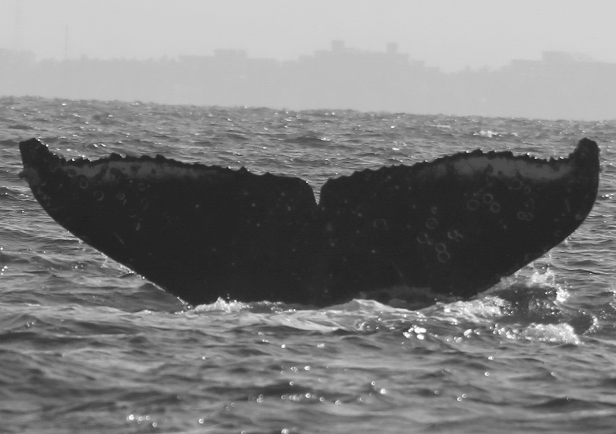 Fluke of FIBB-4BB504