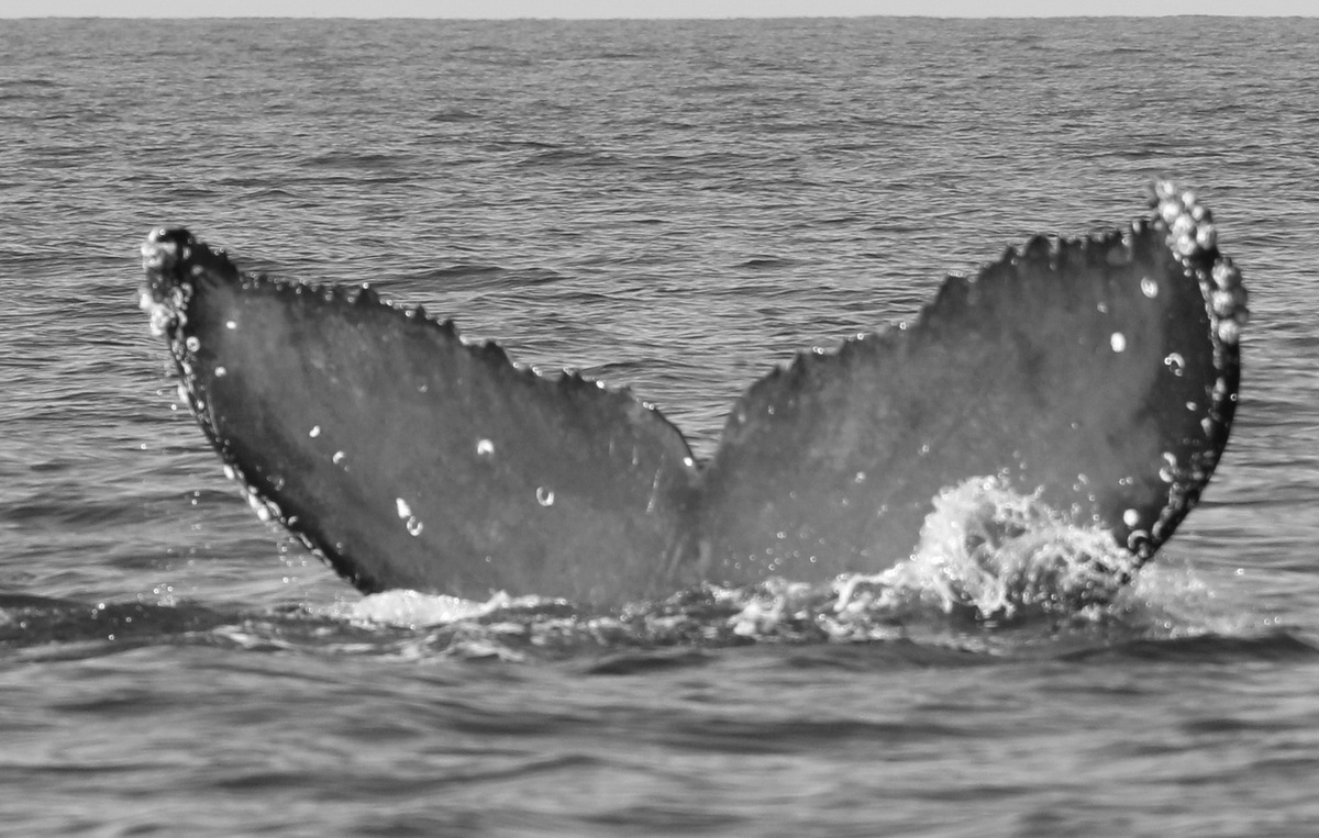 Fluke of CRC-22139