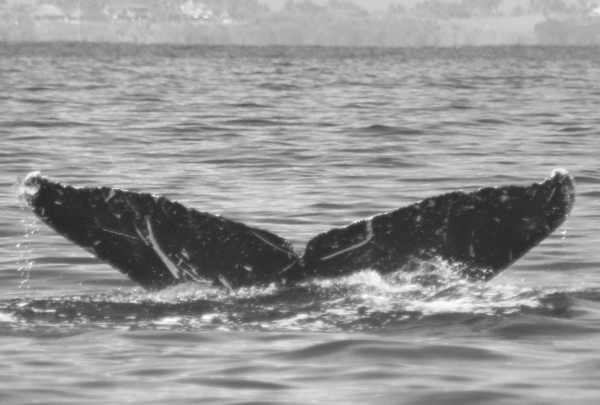 Fluke of BCX1620