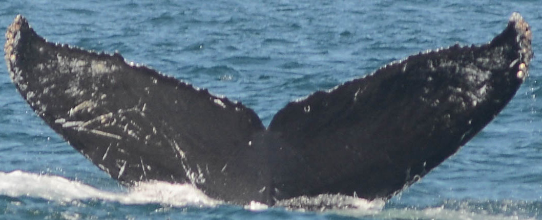Fluke of CRC-10851