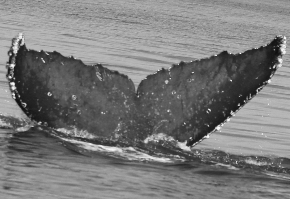Fluke of CRC-21196