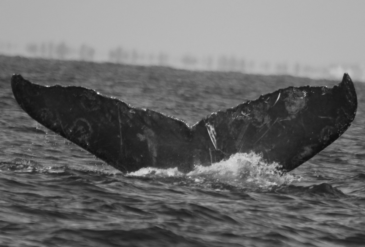 Fluke of CRC-30051