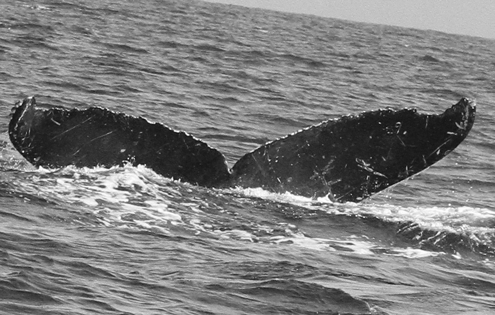 Fluke of Koka (FS)