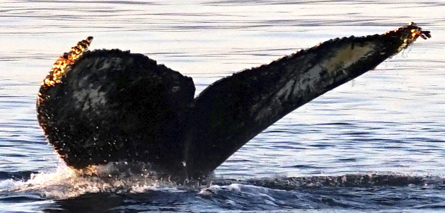 Fluke of SEAK-2144