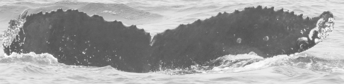 Fluke of CRC-15206