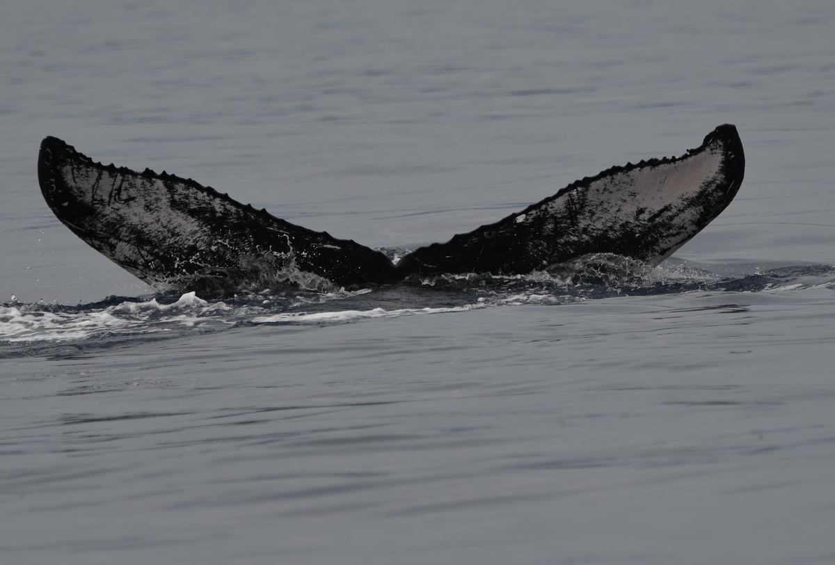 Fluke of HW-MN0441433
