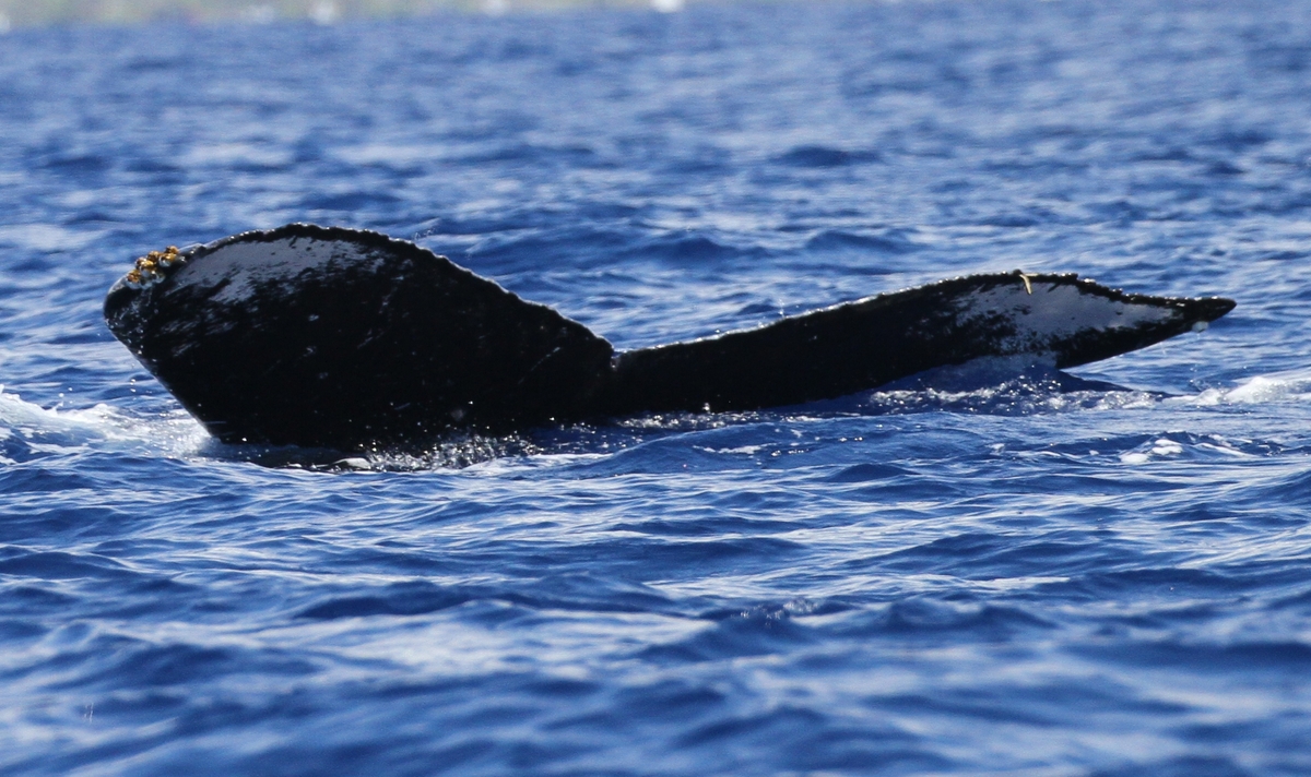 Fluke of HW-MN0441457