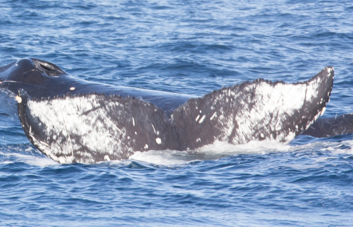 Fluke of Lā hauʻoli (Alaska)