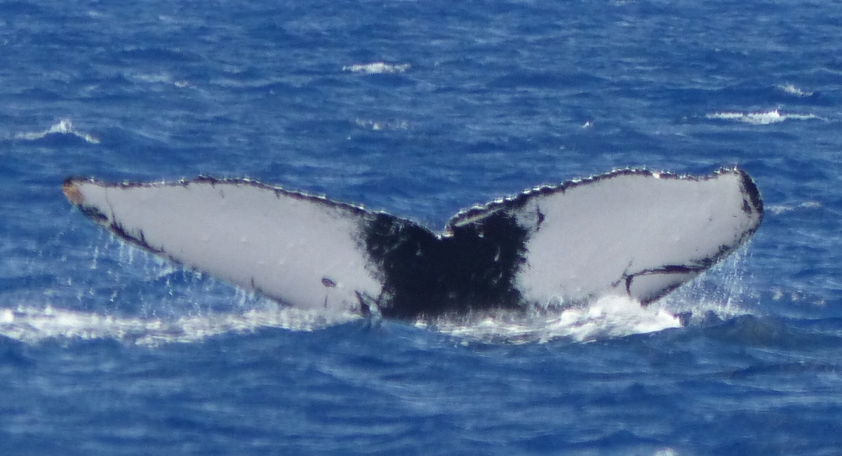 Fluke of HW-MN0441472