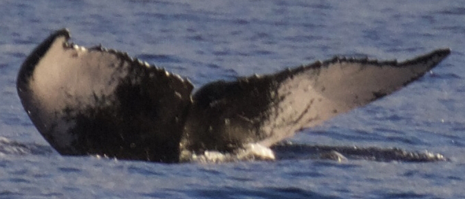 Fluke of HW-MN0441455