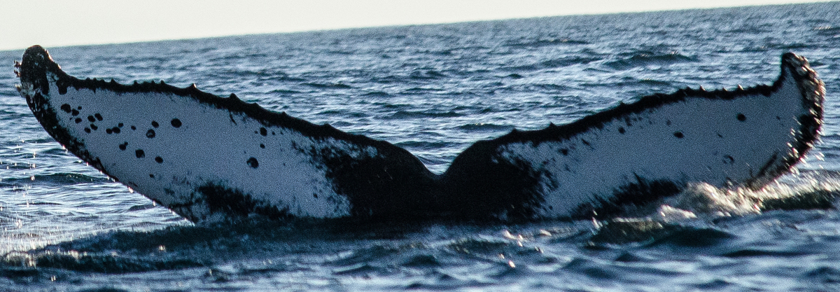 Fluke of Domi’s Wunda (California)