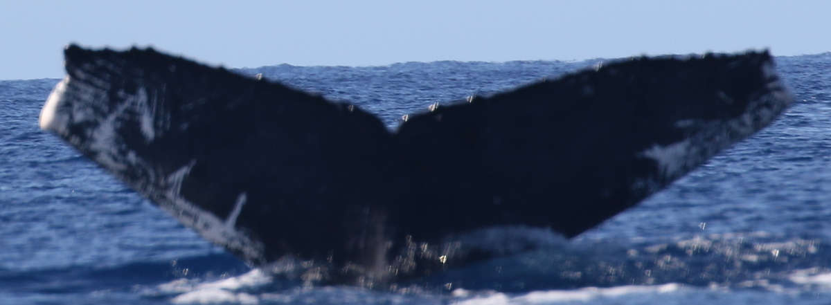 Fluke of HW-MN0441430