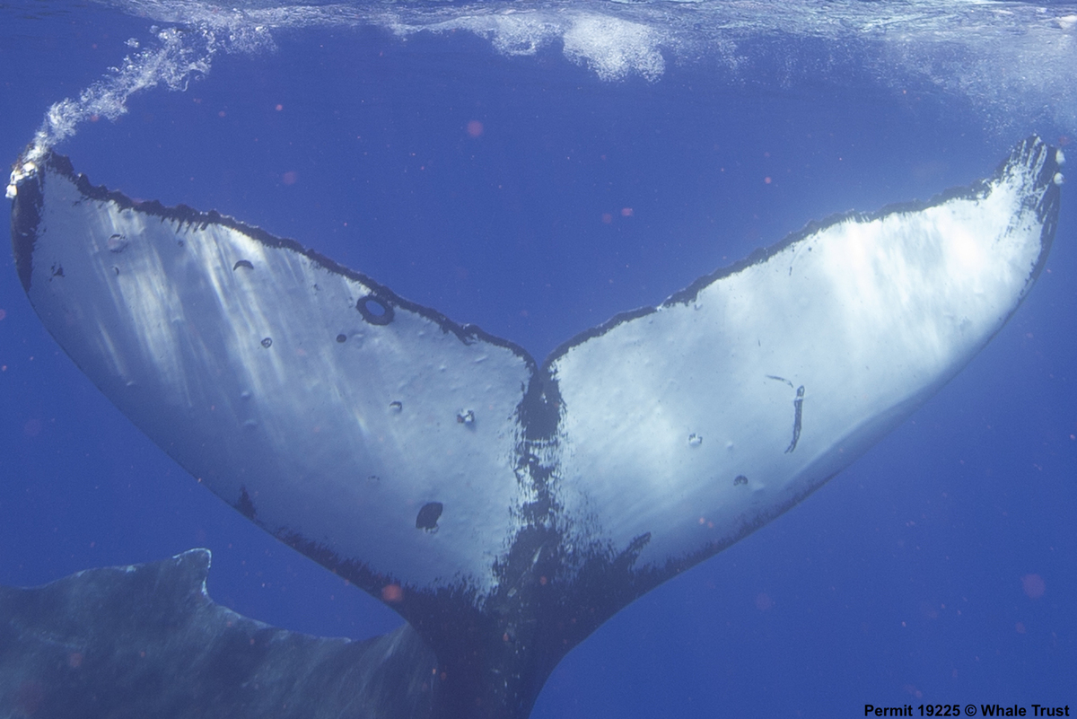 Fluke of HW-MN0441426