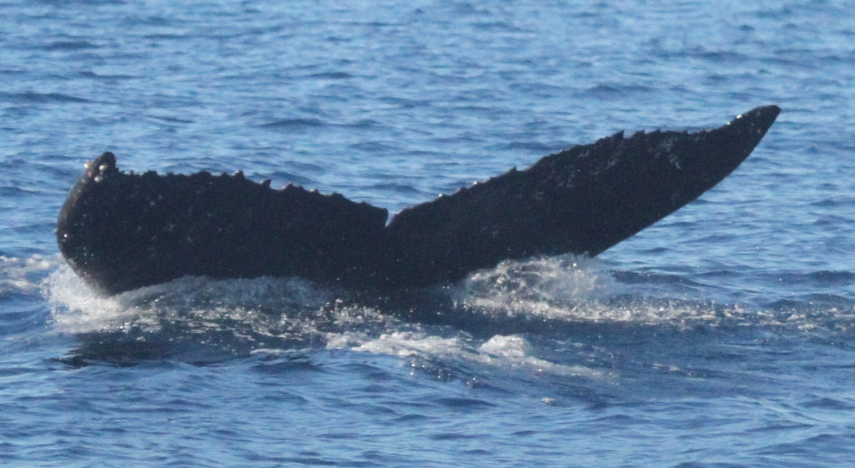 Fluke of HW-MN0441470