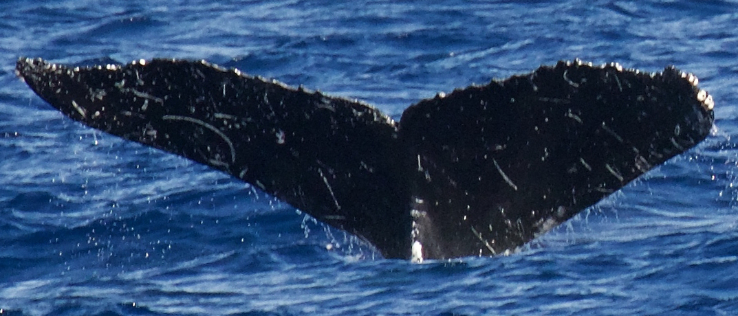 Fluke of HW-MN0441453