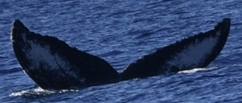 Fluke of HW-MN0441425