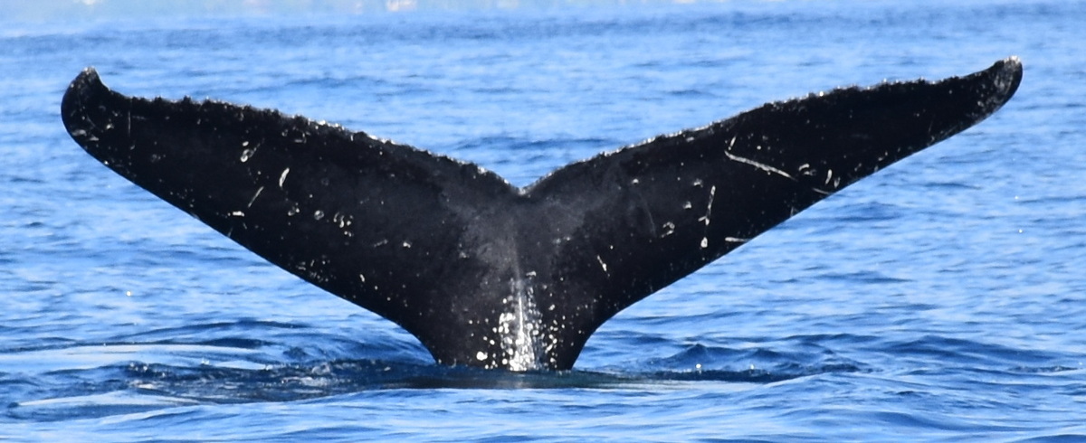 Fluke of HW-MN0441476