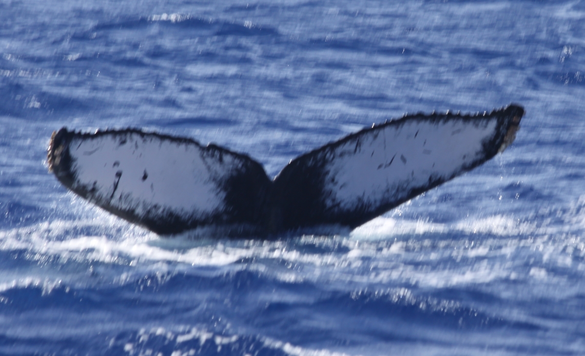 Fluke of CRC-19206
