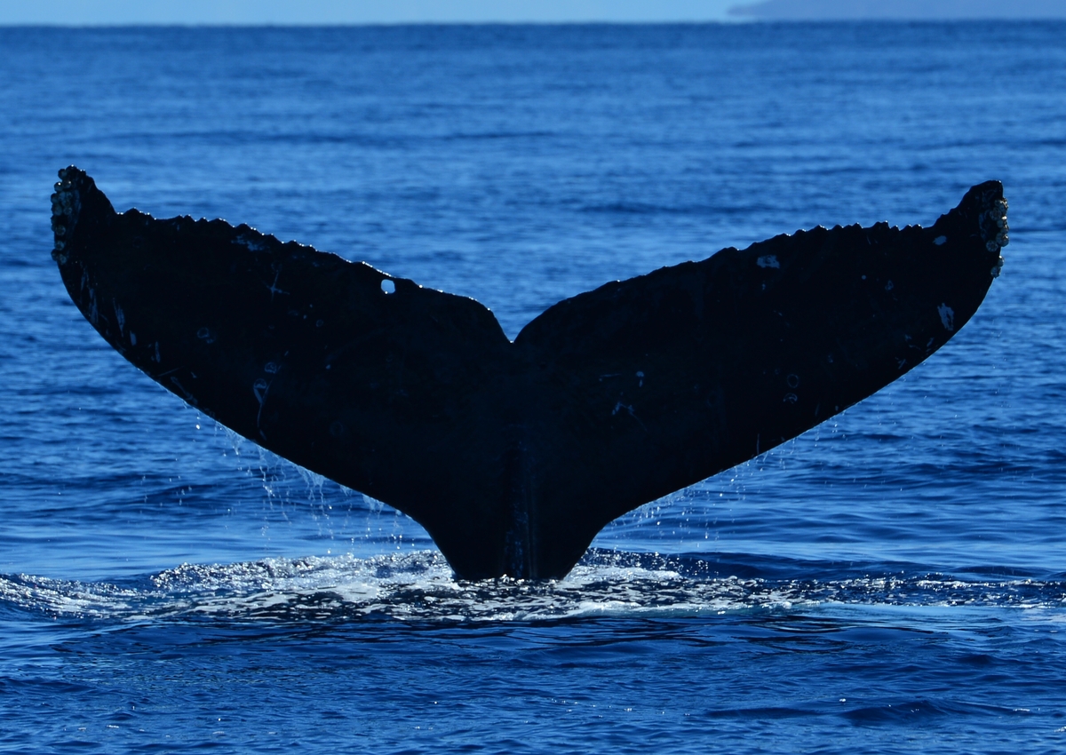Fluke of SEAK-5151