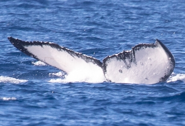 Fluke of HW-MN0441423