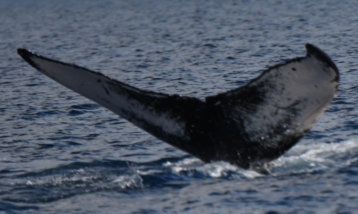 Fluke of HW-MN0441435