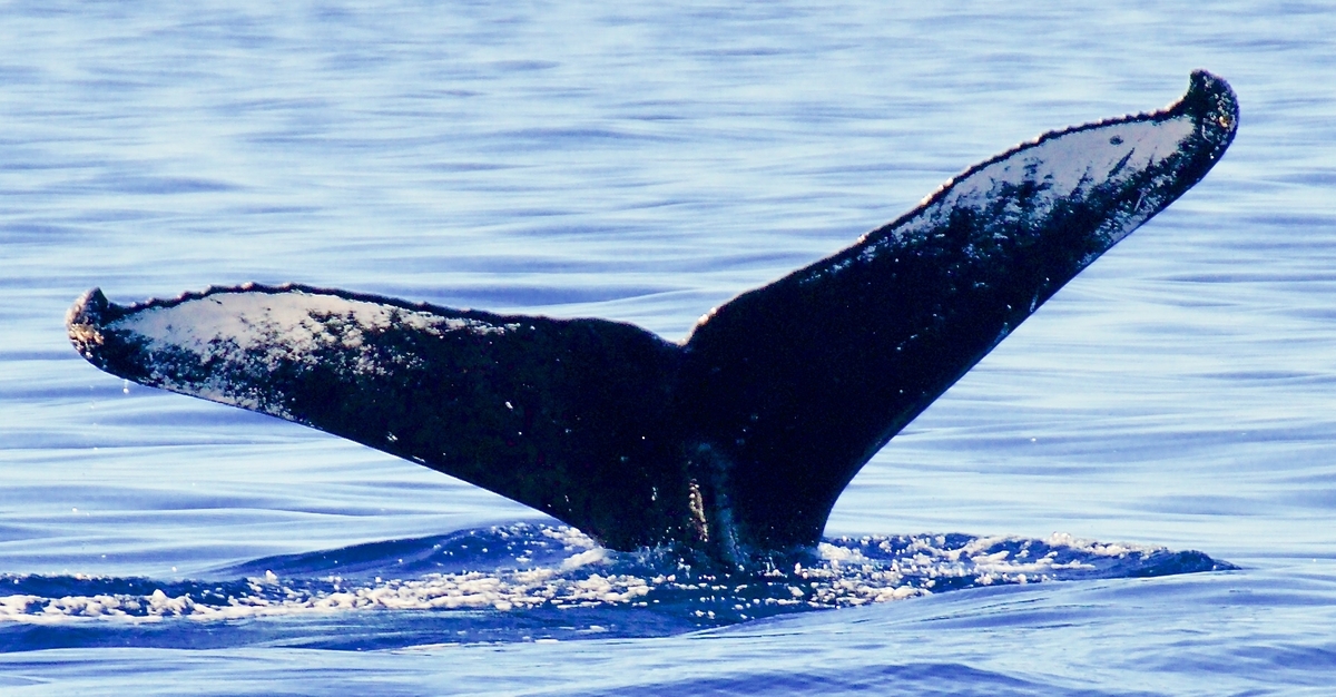 Fluke of HW-MN0441458