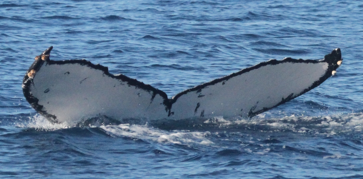 Fluke of BCZ0257