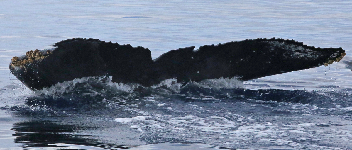 Fluke of HW-MN0441618