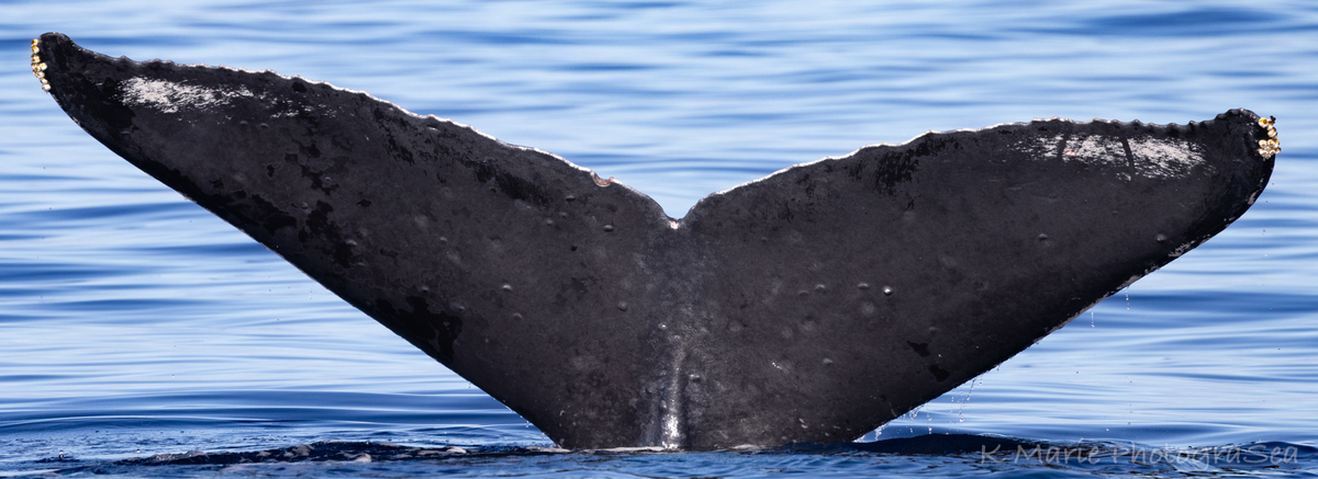 Fluke of HW-MN0441558
