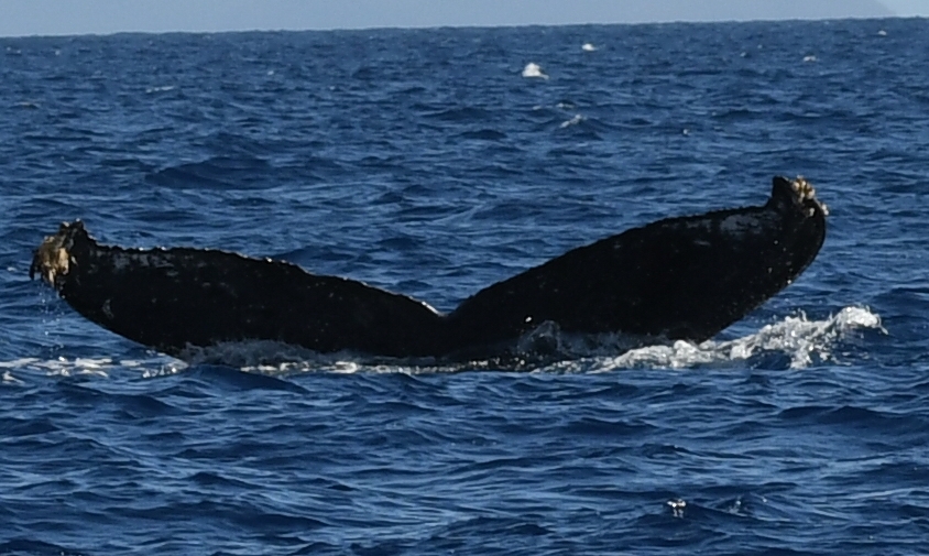 Fluke of SEAK-5505