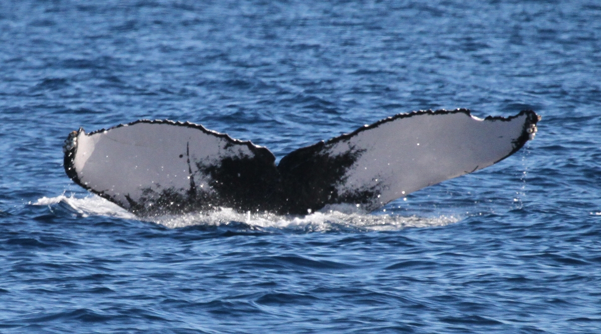 Fluke of BCZ0355