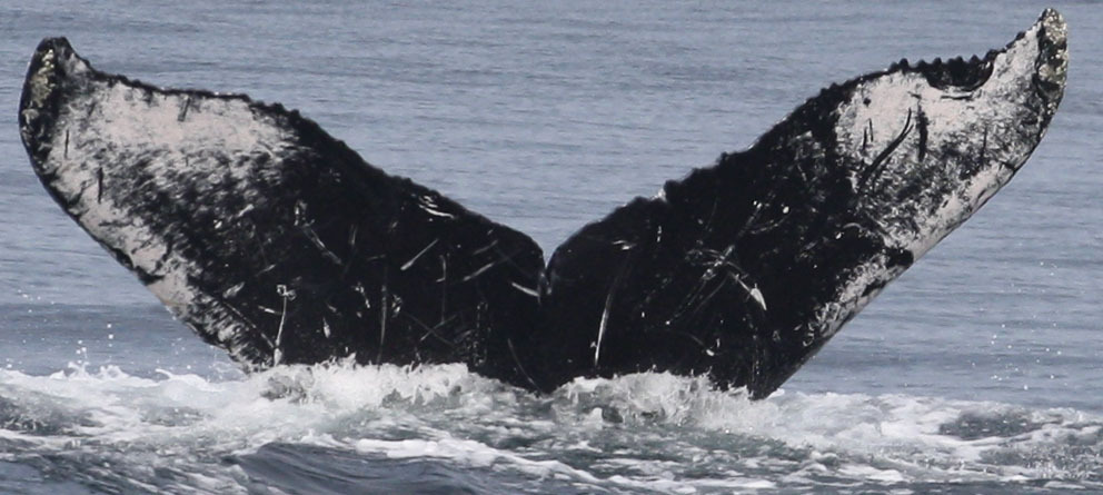 Fluke of CRC-11710