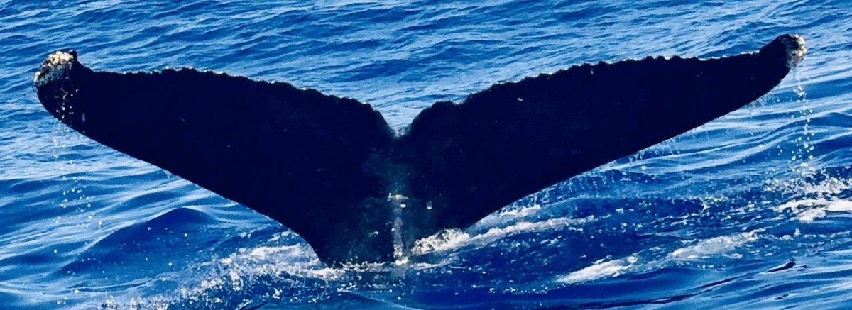 Fluke of HW-MN0441485