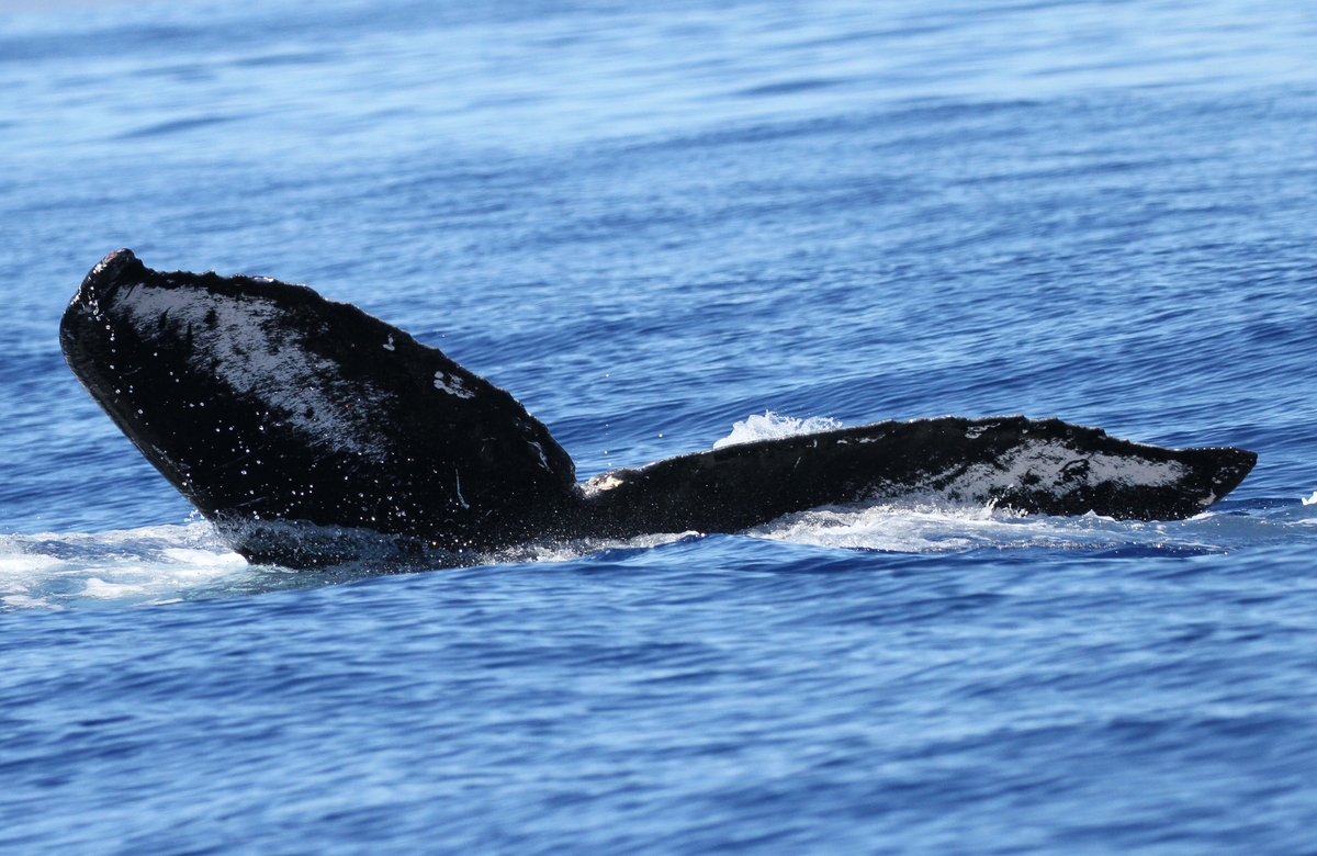 Fluke of CRC-13770