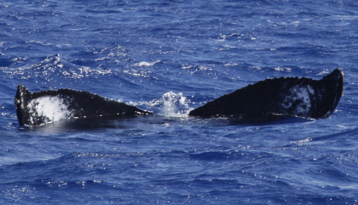 Fluke of HW-MN0441525