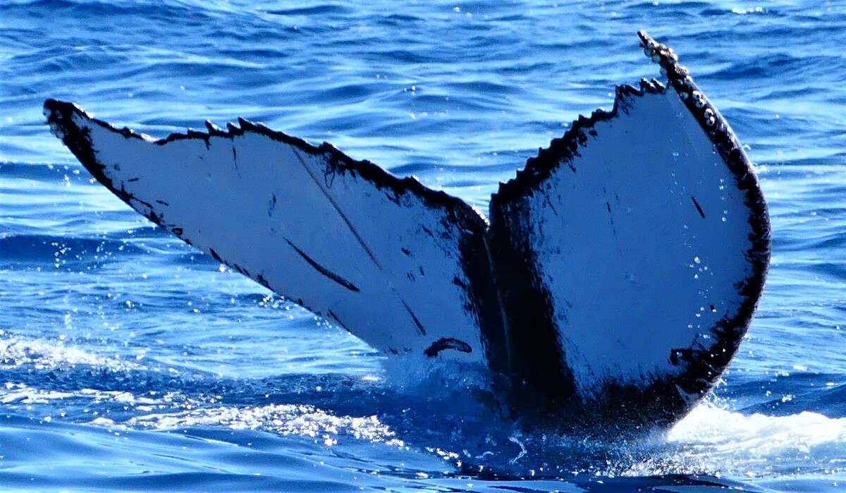 Fluke of HW-MN0441577