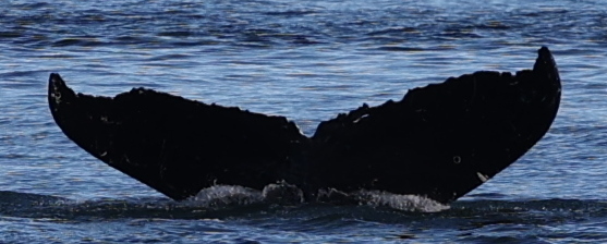 Fluke of Dipthong (FS)