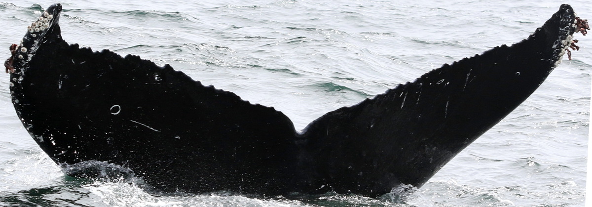 Fluke of CRC-13754