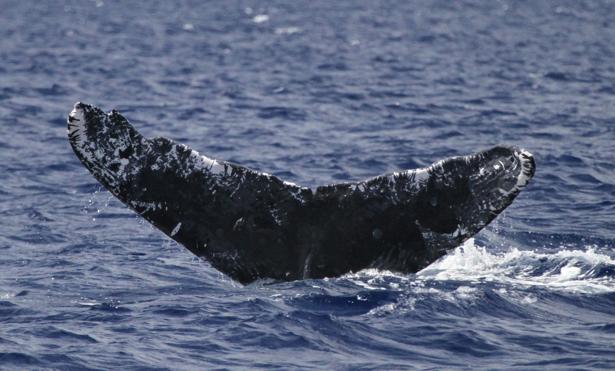 Fluke of HW-MN0441581