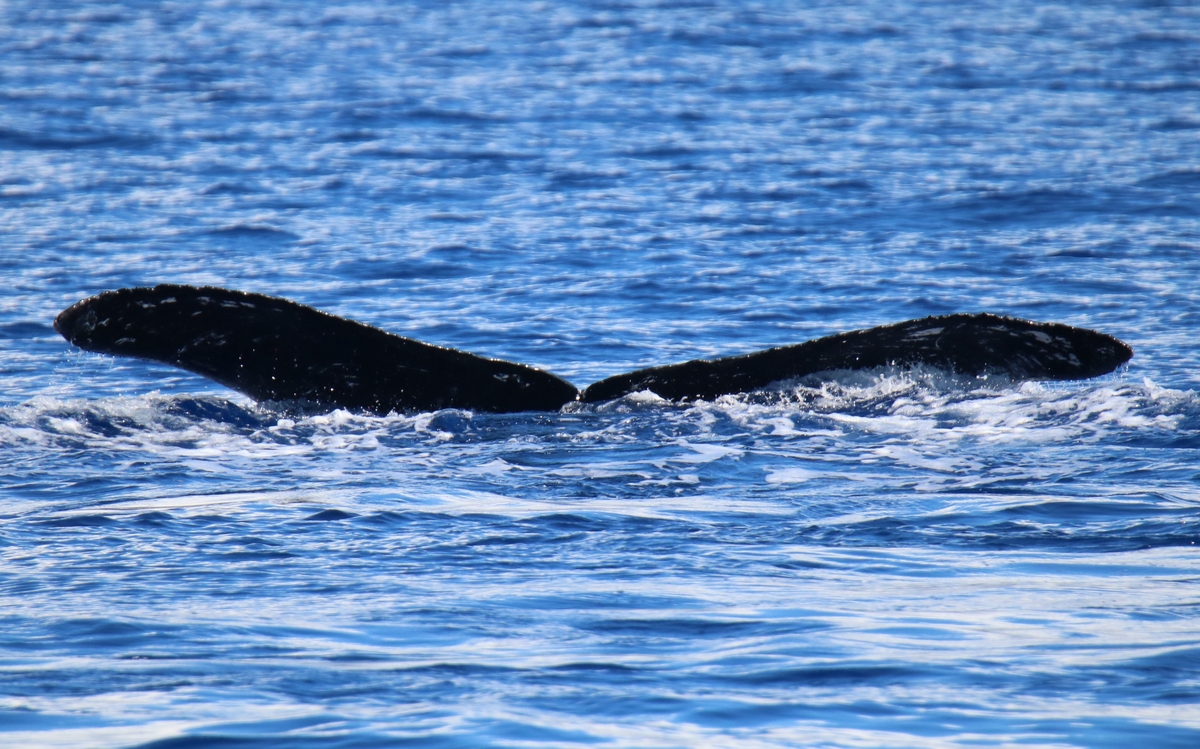 Fluke of HW-MN0441548