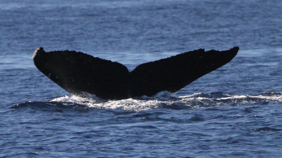 Fluke of HW-MN0441575