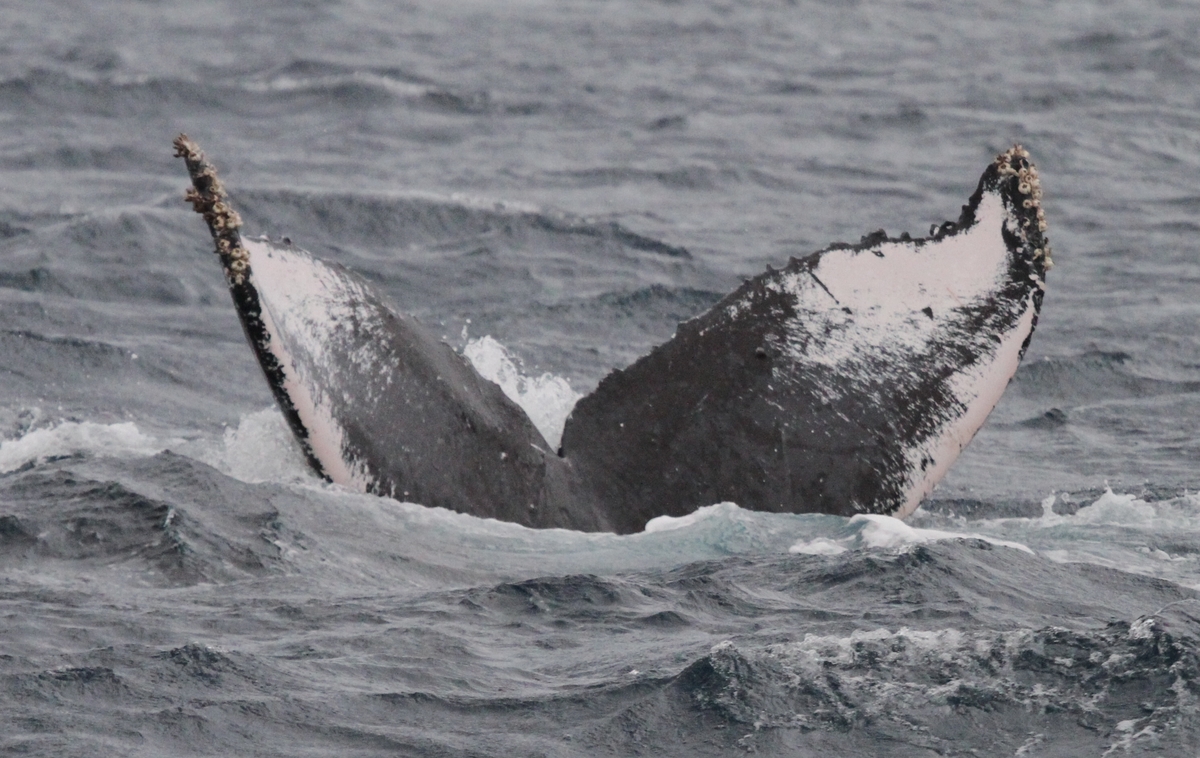 Fluke of HW-MN0441587